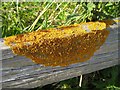 Lichen growing on fence in BA22 9FH