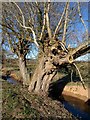 Willows near Coxley Wick in BA5 1QN