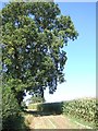 Maize field and solitary tree near Woodford Bridge in BA5 1QN