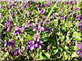 Whitchurch violets in BS13 0PU