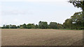 Tilled field near Knowle's Farm, Hatfield Peverel in CM3 2JN