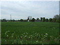 Crop field, Wickham Place in CM3 2JN