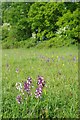 Orchids in Oxley Meaddows in CM9 8HB
