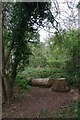 Felled Tree in Coppin's Hall Wood in CO16 8DU