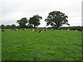 Dairy cows in field in DT10 2BE