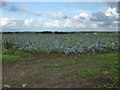 Cabbage field off Gorst Lane in West Lancashire District (B)