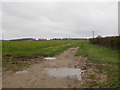 Field edge footpath in IP25 7AW
