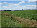 Sugar beet, Feltwell Common in IP26 4EL