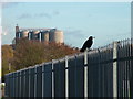 Bird on fence in IP32 6RR