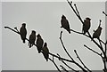 Seven waxwing silhouettes in IP32 7DH