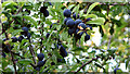 Ripe sloes in NR14 8HA