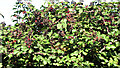 Ripening blackberries in NR14 8HA
