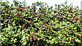 A rich harvest of blackberries in NR14 8HA