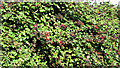 Blackberries in hedgerow in NR14 8HA