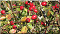 Rose hips in NR14 8HA