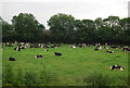 Cattle by the A11 in NR17 2RP