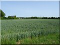 Cereal crop off Norwich Road in NR20 3PF