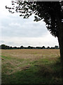 Harvested field beside Back Lane in NR29 5BA