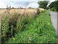 A colourful verge in NR29 5BA