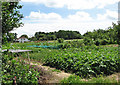 Allotments beside Court Road in NR29 5EJ