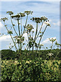 Hogweed (Heracleum sphondylium) in NR29 5EJ