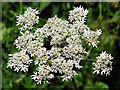 Hogweed flower (Heracleum sphondylium) in NR29 5EJ