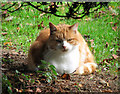 The Kessingland church cat in NR33 7TP