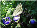 White butterfly on Tradescantia 'Sweet Kate' in NR33 8XE