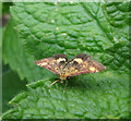 Mint moth on mint in NR33 8XE