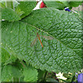 Tiger Cranefly on mint in NR33 8XE