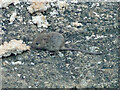 Young field mouse after bread in NR33 8XE