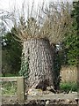 Hedgehog tree stump in PE37 8AL