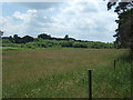 Grassland near Cockley Cley in PE37 8AN