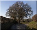 Line of trees along Westbury Road, between B3098 and Great Cheverell in SN10 5TR