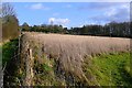 Field near Harnham in SP2 8BT