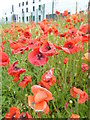 Poppies by the roadside in Porton Road in SP4 7PX