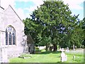 Yew Tree, Church of St Mary the Virgin, Sixpenny Handley in SP5 5ND