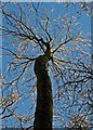 Winter tree in Garston Wood RSPB in SP5 5PB