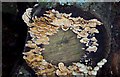 Fungus on Log in Garston Wood in SP5 5PB