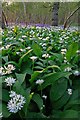 Ramsons & Bluebells in Garston Wood in SP5 5PB