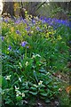 Primrose & Bluebells in Garston Wood in SP5 5PB