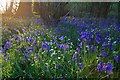 Setting sun light bluebells in Garston Wood in SP5 5PB