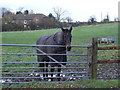 Horse in paddock opposite Manor Farm, 6d Handley in SP5 5PN