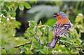 Male Chaffinch (Fringilla coelebs) in SP5 5QL