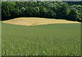 Wheatfield, hayfield and woods in TA11 6NX
