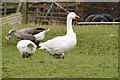 Bridgwater : Goose in TA6 4NS