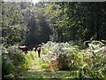 Ponies grazing in the forest near Roundhill campsite in SO42 7QN