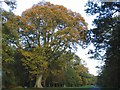 Avenue of Oak Trees between Chapel Row and Southend Bradfield in RG7 5NY