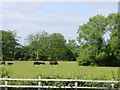 Cattle graze near Barretts Camping shop, Feckenham in B96 6HG