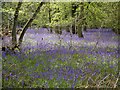 Bluebells in Lower Eversley Copse in RG27 0LX